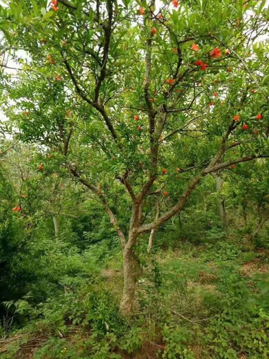 安徽石榴樹種植基地